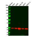 Recombinant Peroxiredoxin 3/PRDX3 Antibody