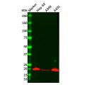 Recombinant PERP Antibody