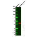 Recombinant PEX19 Antibody