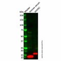 Recombinant PF4 Antibody