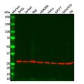 PGAM1 Mouse mAb