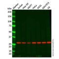 PGAM2 Mouse mAb