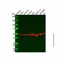 Recombinant PGD Antibody
