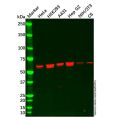 PGM1 Antibody