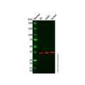 PHF6 Antibody