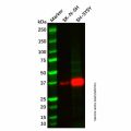 PHOX2B Antibody