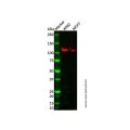 Recombinant PI3 Kinase p110 beta Antibody