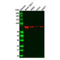 Recombinant PIAS1 Antibody