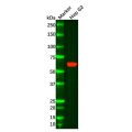 Recombinant PIAS2 Antibody