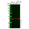 PIM3 Antibody