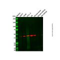 PIP5K2 gamma Antibody