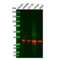 Recombinant Pirh2 Antibody