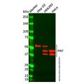 Recombinant PIST Antibody