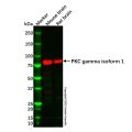 Recombinant PKC gamma Antibody