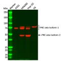 PKC zeta Antibody