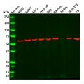 PKM2 Antibody
