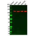 Recombinant PKN1 Antibody