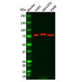 PLA2G4D Antibody