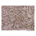 Placental lactogen Antibody