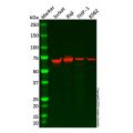 Plastin L Antibody