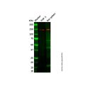 Recombinant PLCG 2 Antibody