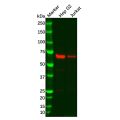 Recombinant PLK1 Antibody