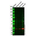 PLLP Antibody