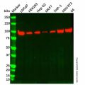 PLOD3 Antibody