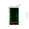 PLP2 Antibody