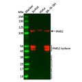 PMS2 Antibody
