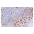 Recombinant Podoplanin Antibody