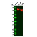Recombinant PODXL Antibody