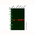Pofut1 Antibody