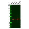 Recombinant POLDIP2 Antibody