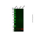 POLR2I Antibody