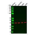 PP2A-alpha Antibody
