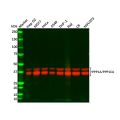 PPP1A/PPP1CA Mouse mAb