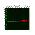 Recombinant PPP1CB Antibody