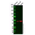 PPP2R4 Antibody