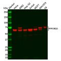 Recombinant PPP2R5D Antibody