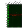 Recombinant PPP2R5E Antibody