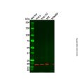 PPP3R2 Antibody