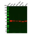 Recombinant PRAS40 Antibody