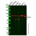 Recombinant PRC1 Antibody