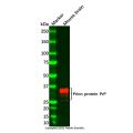 Recombinant Prion protein PrP Antibody
