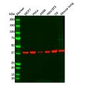 Recombinant PRKACG Antibody
