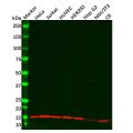 Profilin 1 Antibody