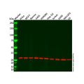 Prohibitin Antibody