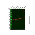 Recombinant Proteasome 19S S5A/ASF Antibody