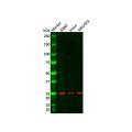 Recombinant Proteasome 20S alpha 2/HC3 Antibody